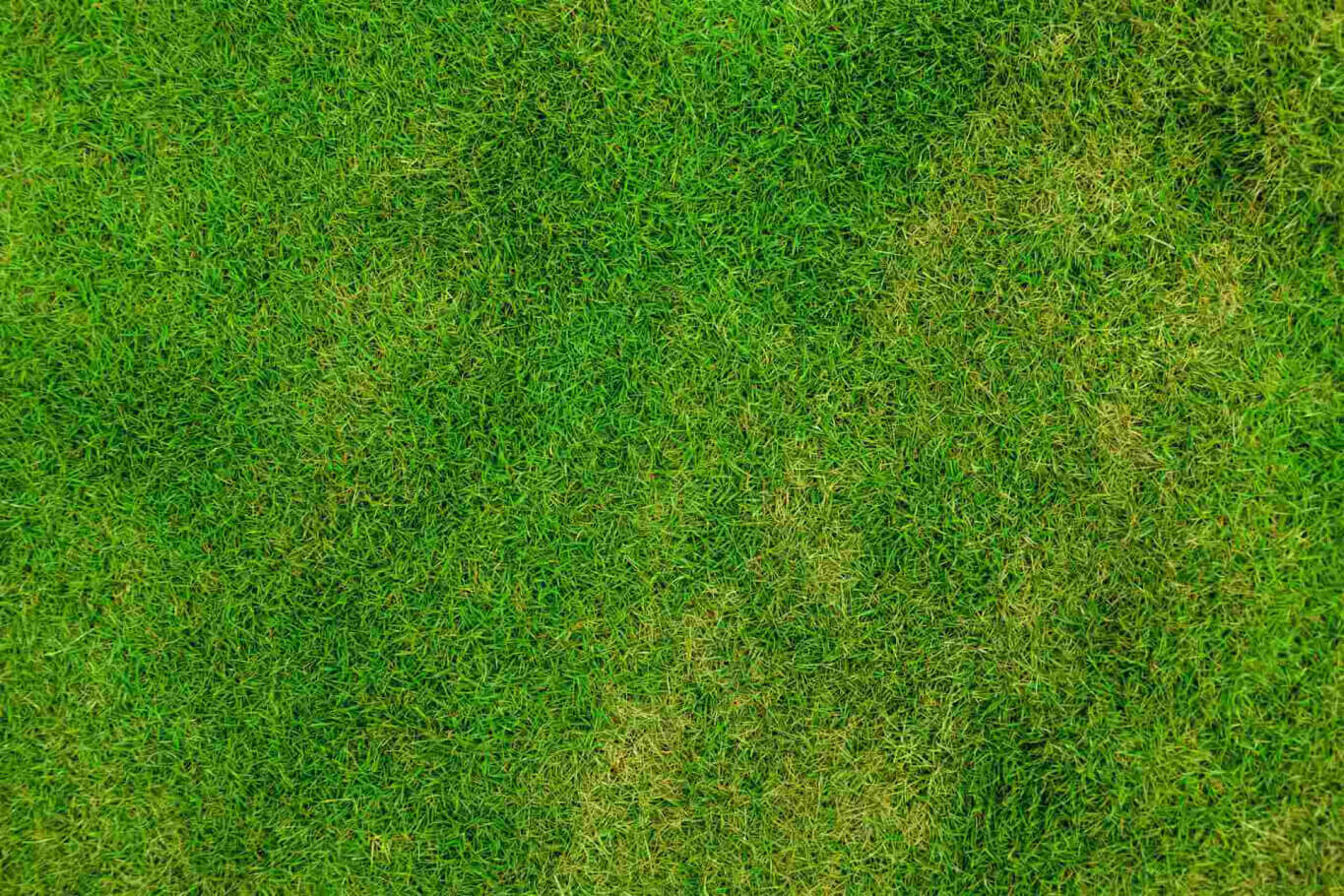 Grass texture